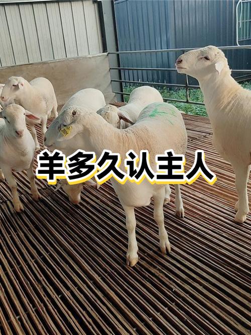 羊靠什么认识主人