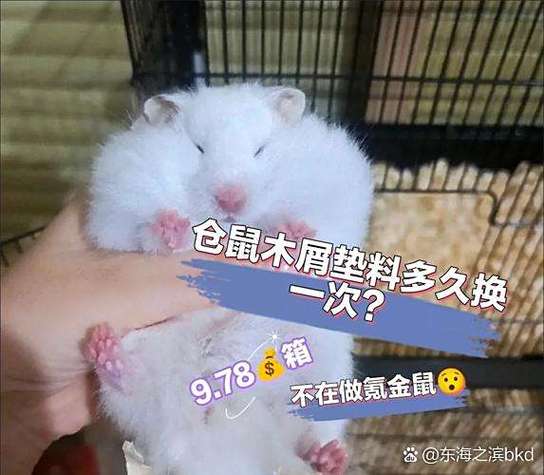 仓鼠木屑换多少图标