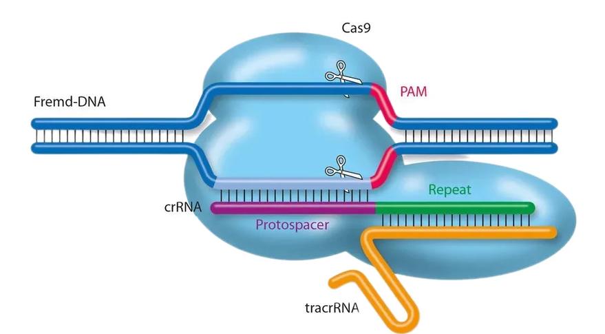 cas9基因编辑原理