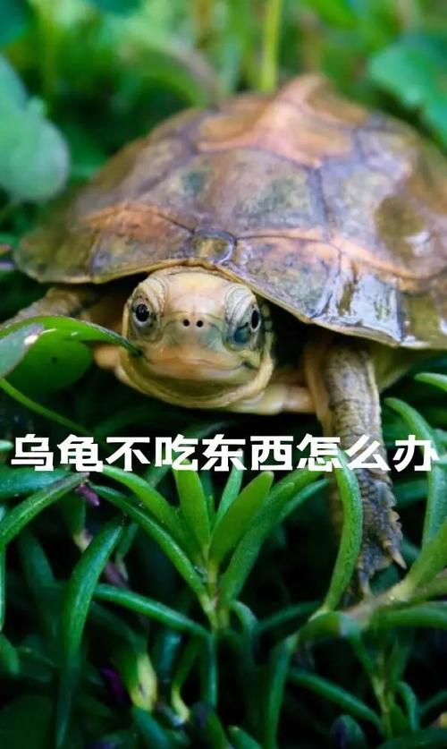 乌龟不吃食是什么原因