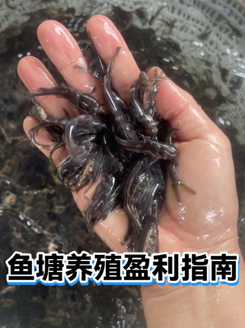 有鱼塘养殖什么赚钱