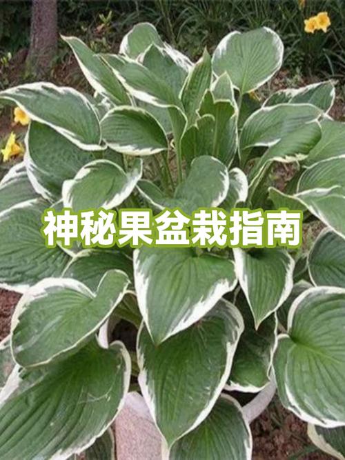 神秘果盆栽养殖方法