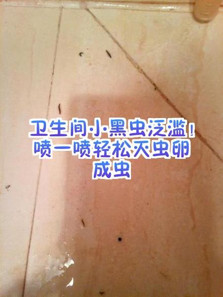 卫生间小黑虫怎么消灭最彻底
