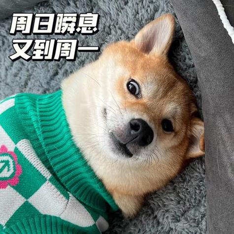 一周七天表情包