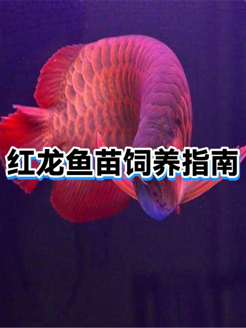 红龙鱼颜色变浅了怎么办