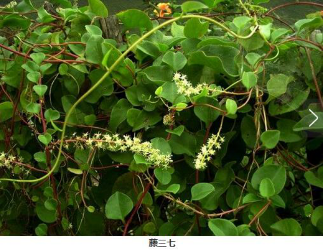 藤三七果不能乱用