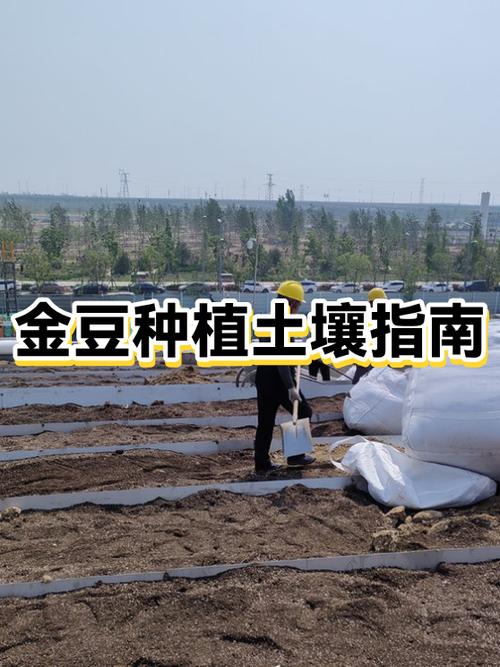 无金豆种图标