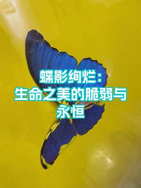 漂亮的蝴蝶符号可复制图标