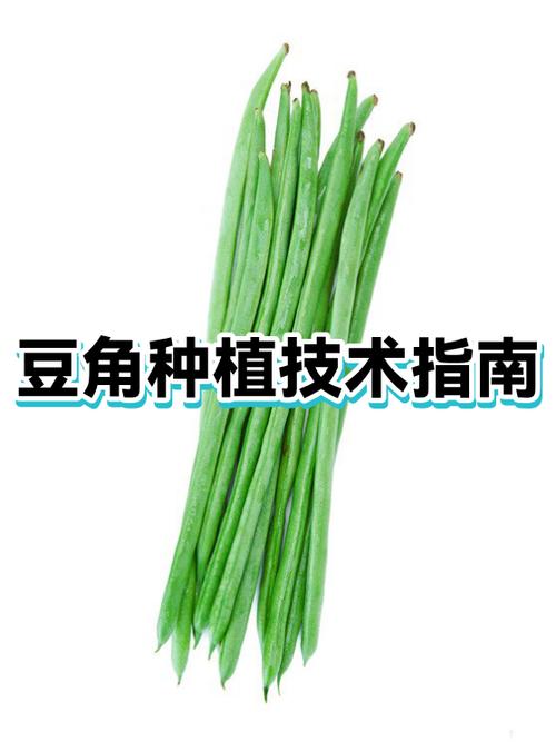 种植豆角的技术和方法