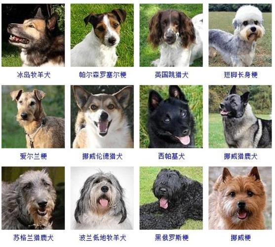 狗的品种截图
