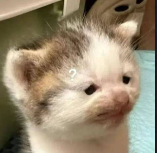 邪恶小猫表情包图片游戏截图