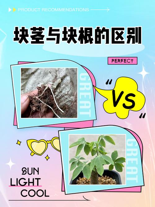 鞭根块茎刷新点地图图标