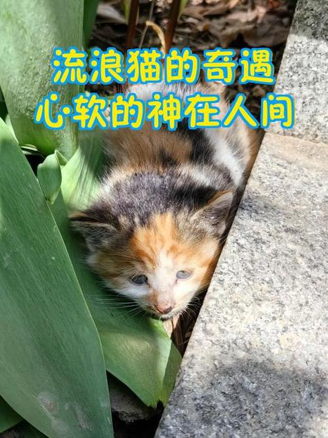 流浪猫的故事怎么拿东西截图