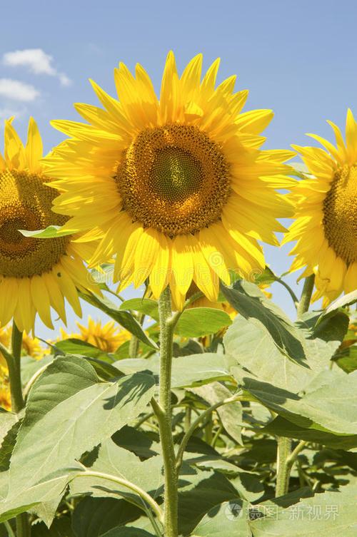 向日葵开过旧夏天结局截图