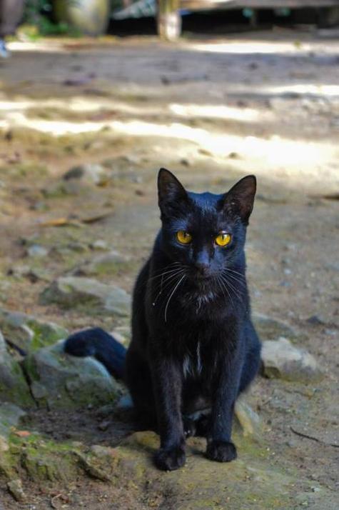 黑猫好不好截图