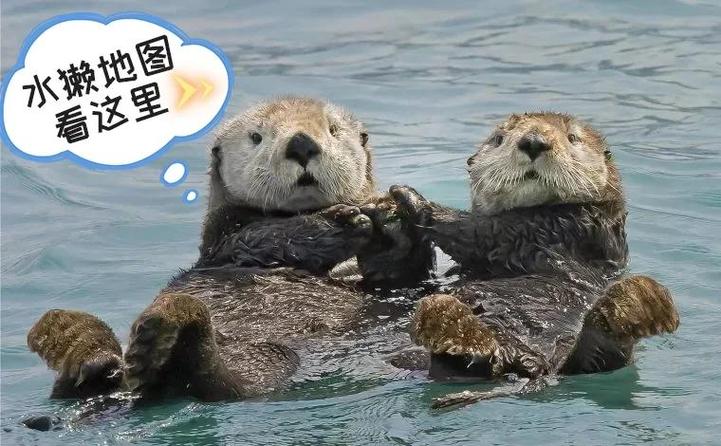 金门打一动物
