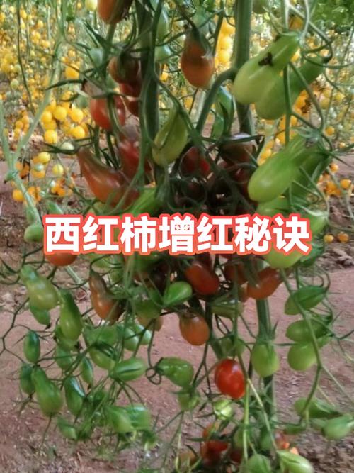如何让西红柿变红