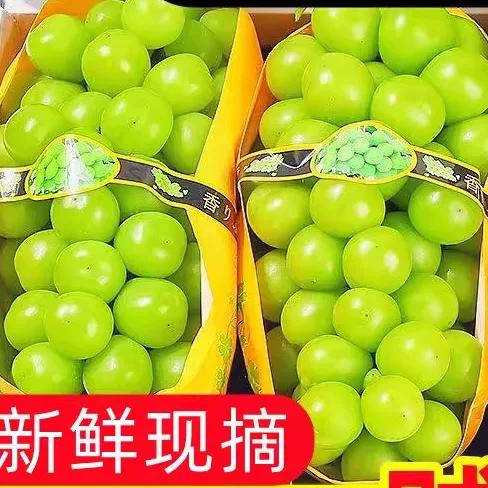 水果阳光玫瑰是什么品种