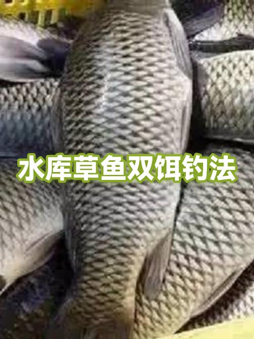 2.0子线钓4年草鱼技巧