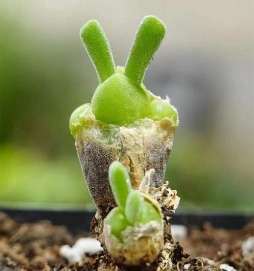 属兔适合养什么植物和花草