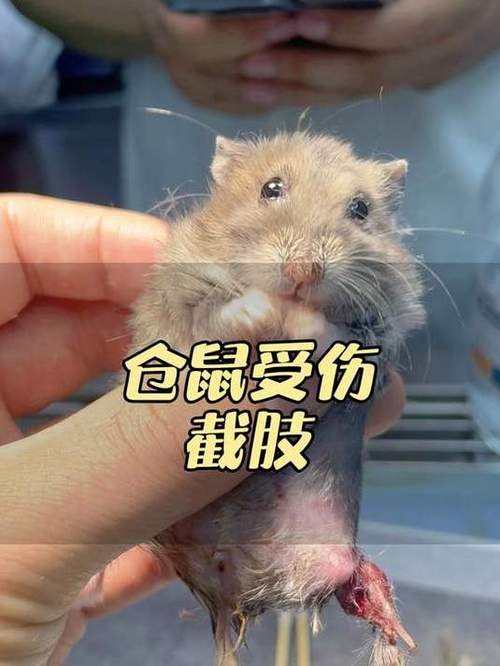 仓鼠咬腹部的毛截图