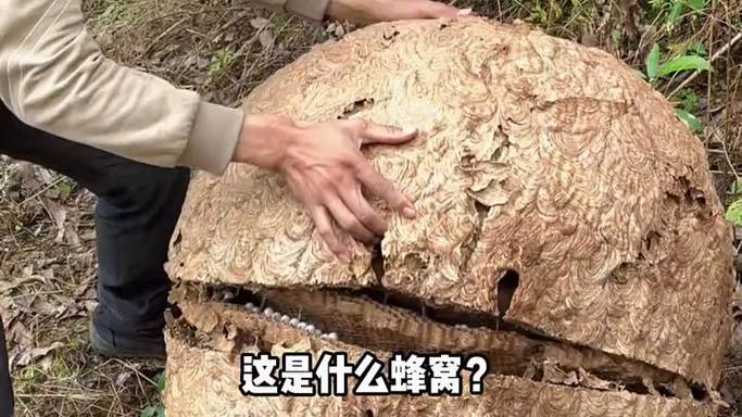老蜂巢图片大全