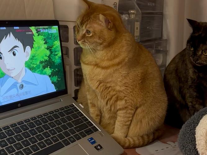 猫咪看电视图标