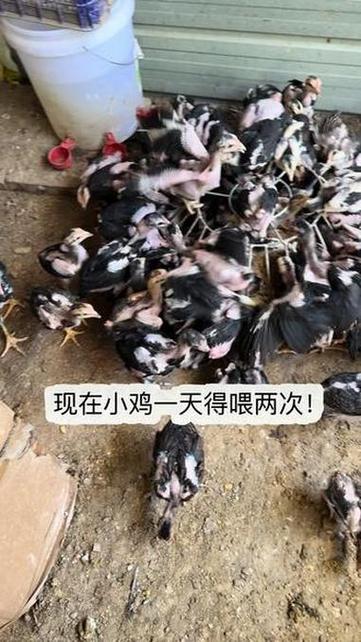 小鸡一天喂几次