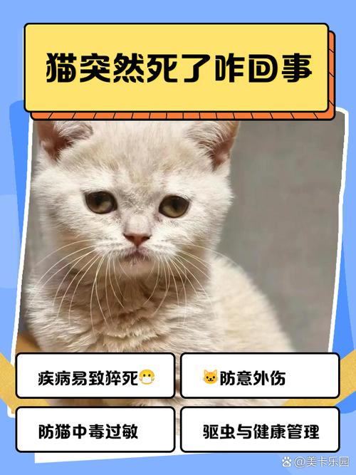敲了猫头一下,猫就死了