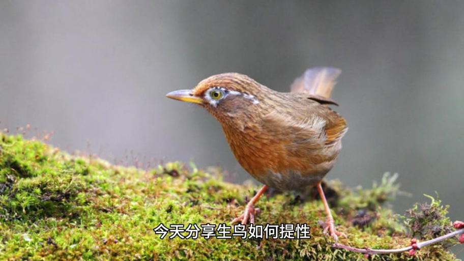 一招叫生头开口