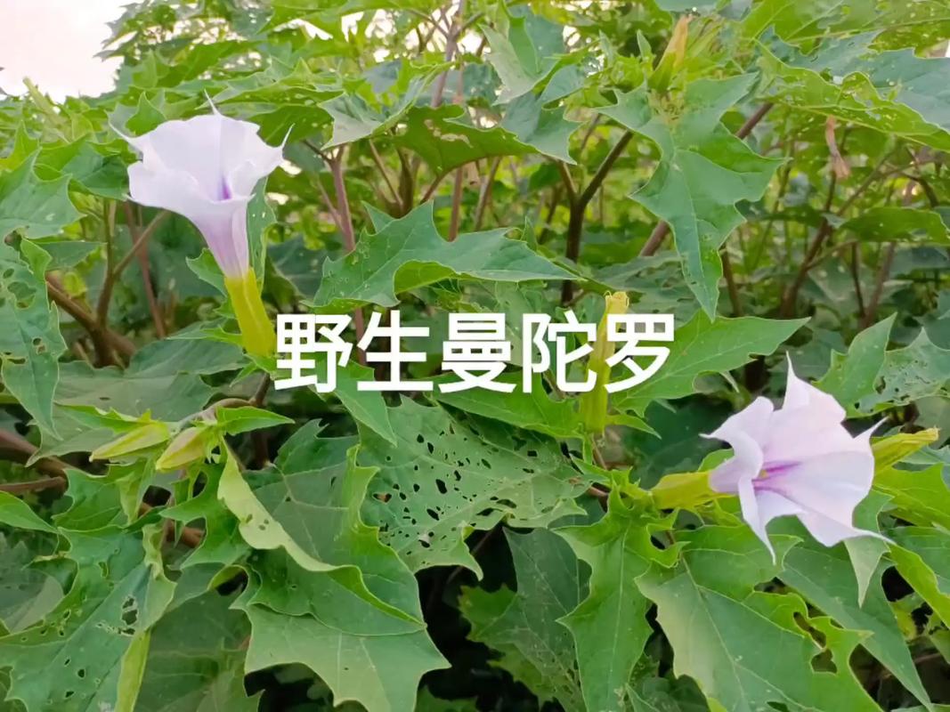 曼陀罗妖精全集截图