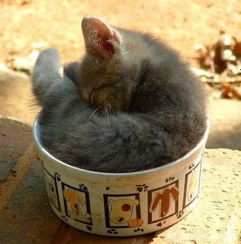 猫咪喵呜喵呜的叫图标
