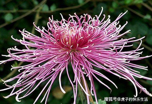 菊花别称,美称