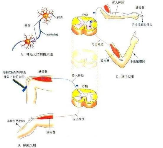 你反射弧有点长,高情商回答