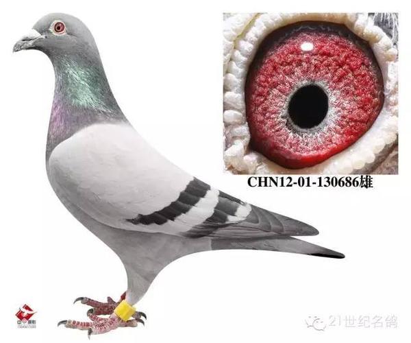 世界最快鸽前十名缩略图