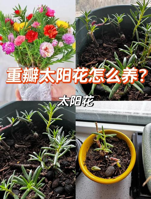 太阳花怎么养才能开花