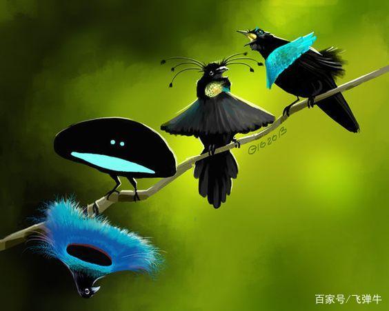 极乐鸟的寓意及象征