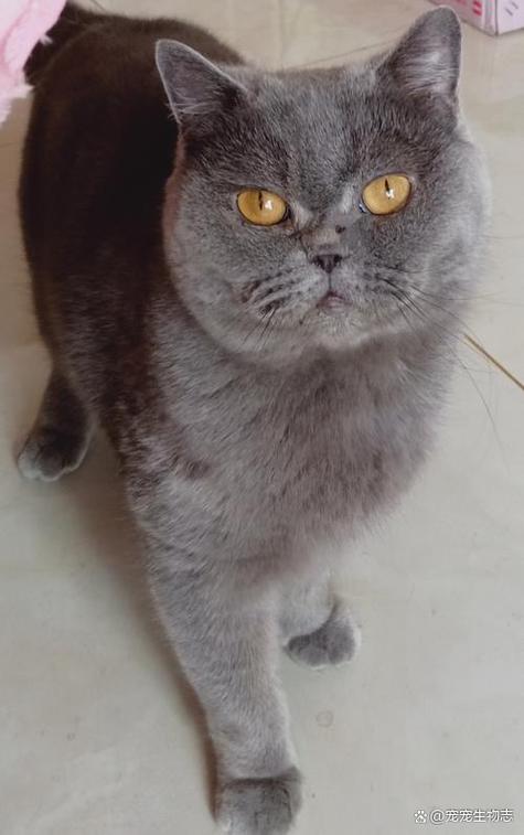 黑猫扑人