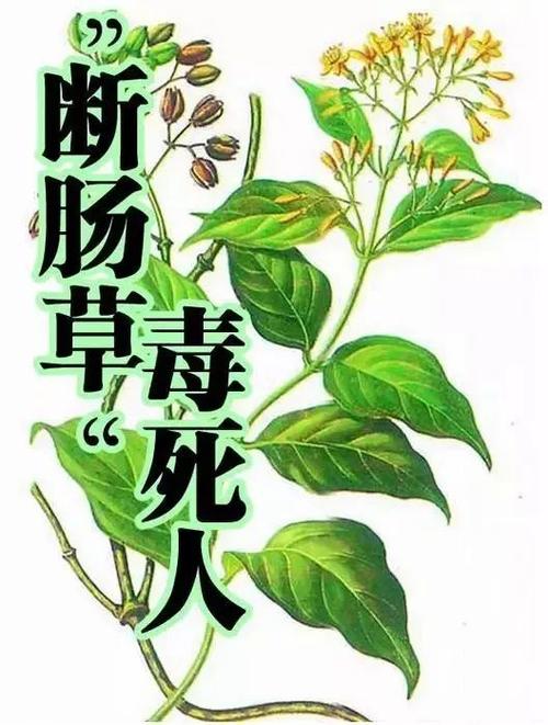 野菜识别软件哪个好
