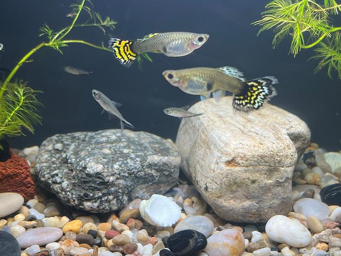 馨水族app