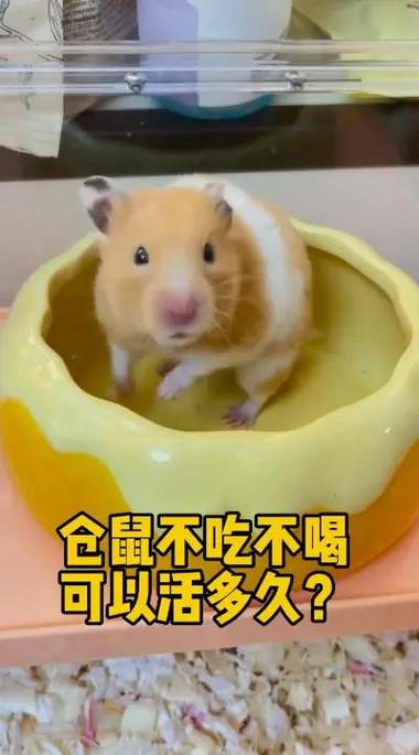 仓鼠能挨饿多久