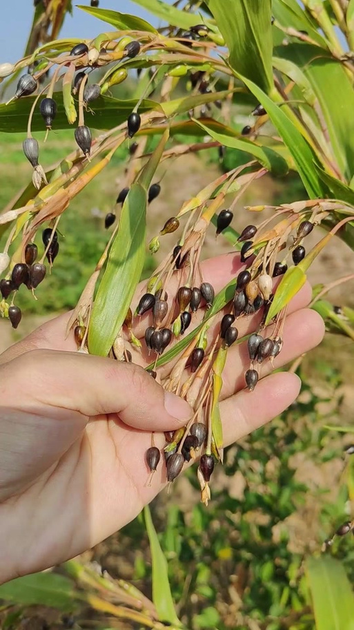 薏苡植物图片