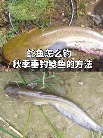 上古卷轴5鲶鱼在哪钓