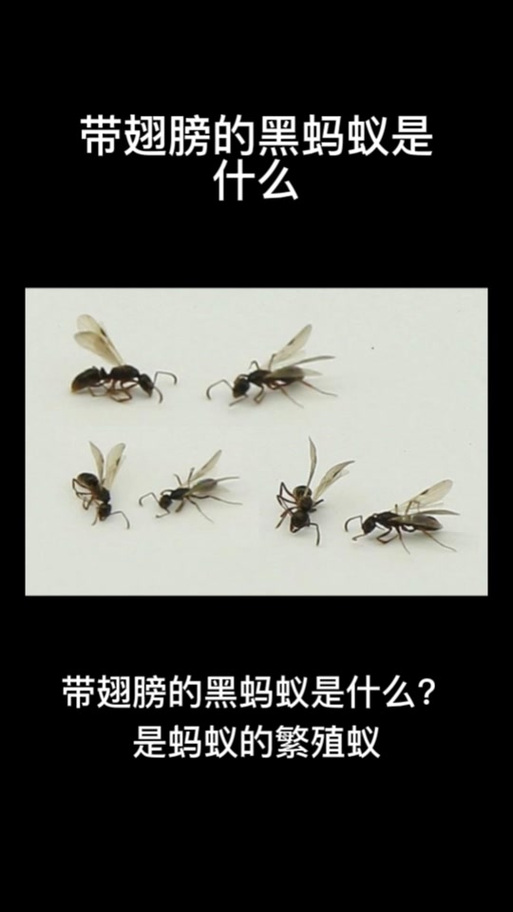 比蚂蚁小的黑色虫子截图
