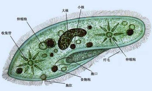 草履虫是单细胞生物吗