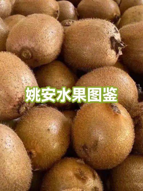 带安的水果名称