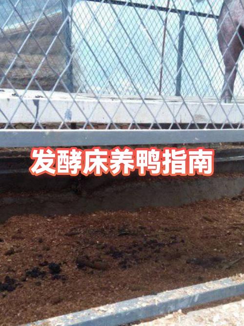 养一千只鸭子的利润