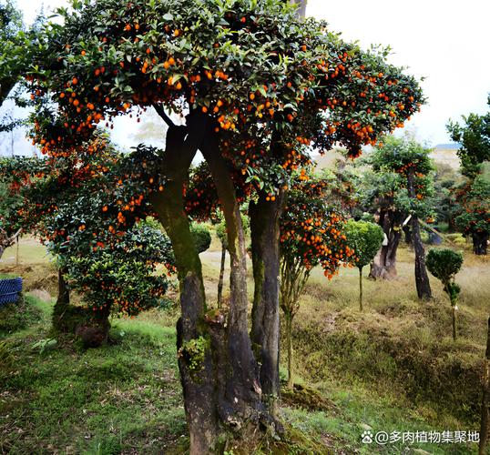 种植什么树最赚钱农村图标