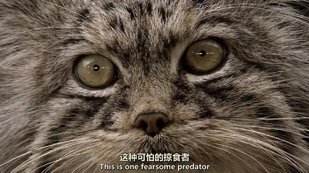 b站删减梗缩略图