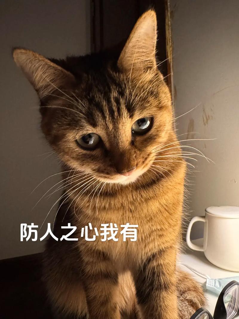 坏坏猫官方